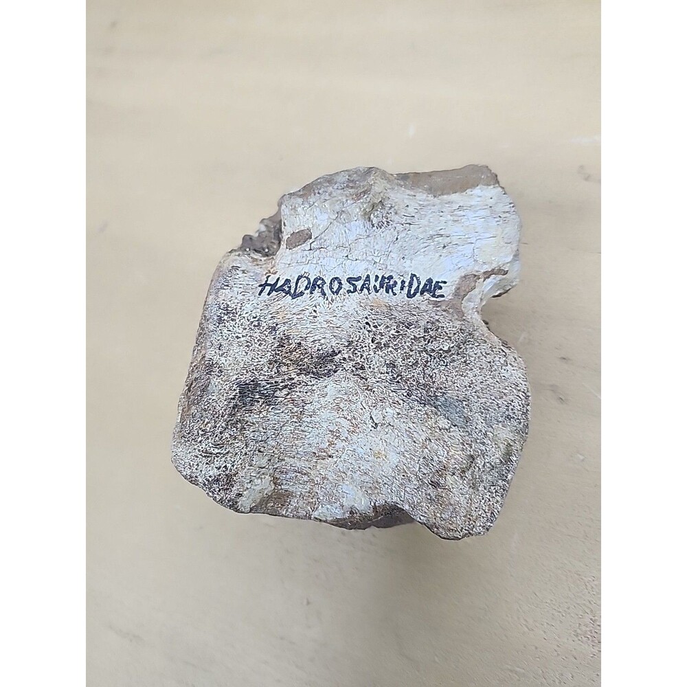 Large Hadrosaur Fossil Vertebrae  Dinosaurm Montana